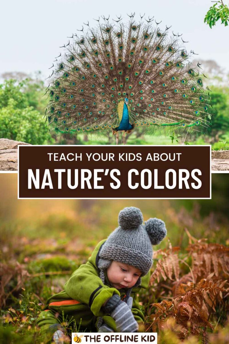 Learn About Colors in Nature With Your Kids!