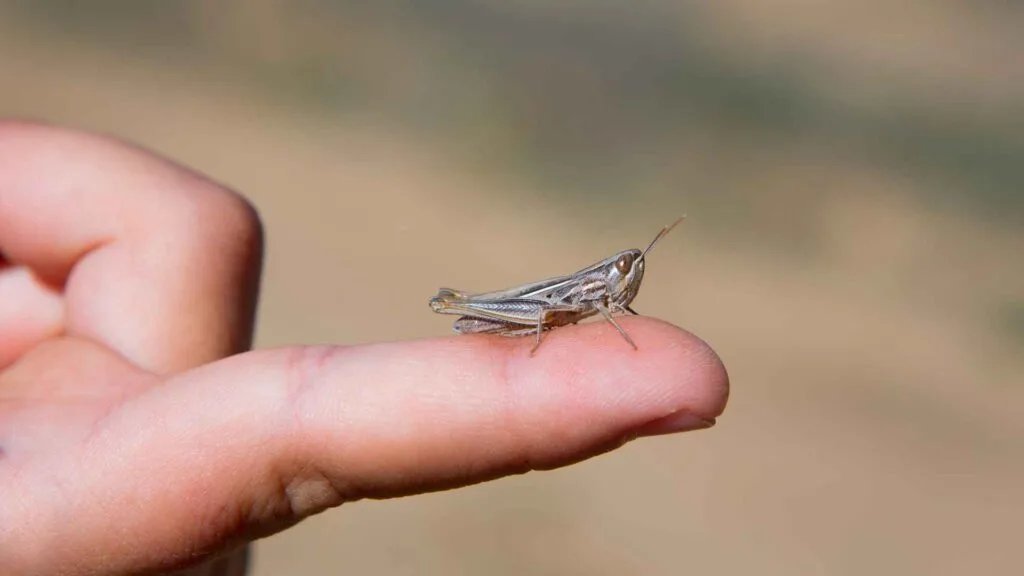 kid bug hunt