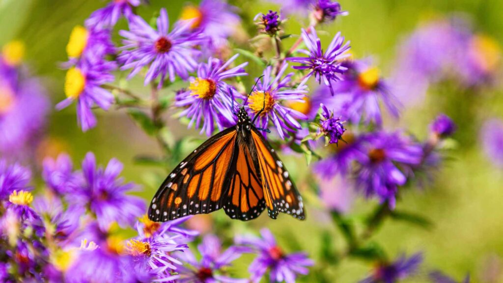 butterfly garden with kids