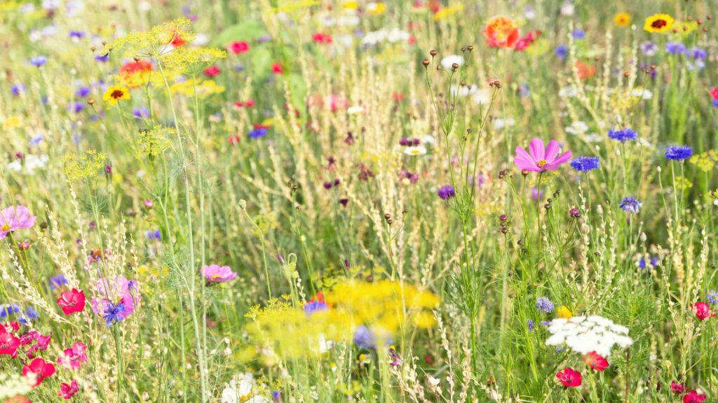 butterfly garden with kids