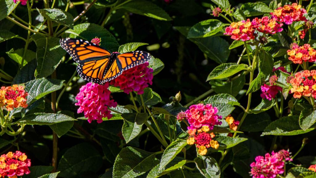 butterfly garden with kids