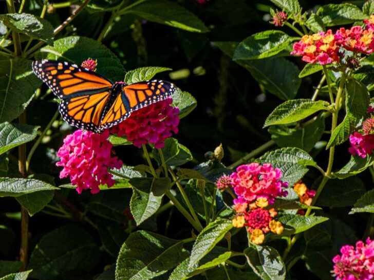 butterfly garden with kids