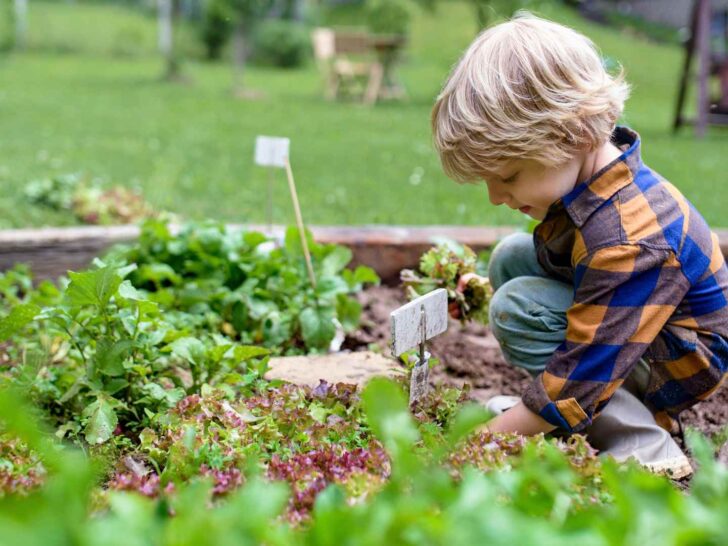 small garden with kids